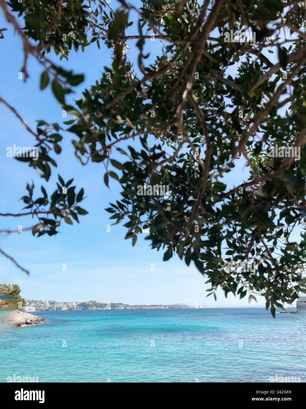 Looking through the olive branches at the Mediterranean Sea towards the city of Palma - Smartphone Captured Stock Image