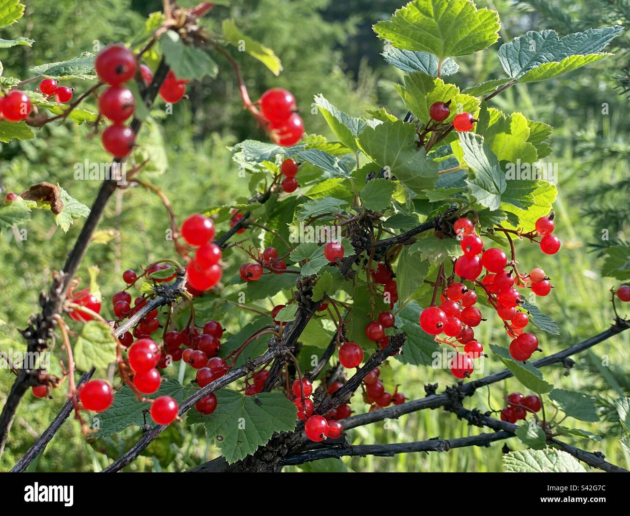 Wild red currant ripe and juicy gives fruit in the forest in summer. - Smartphone Captured Stock Image