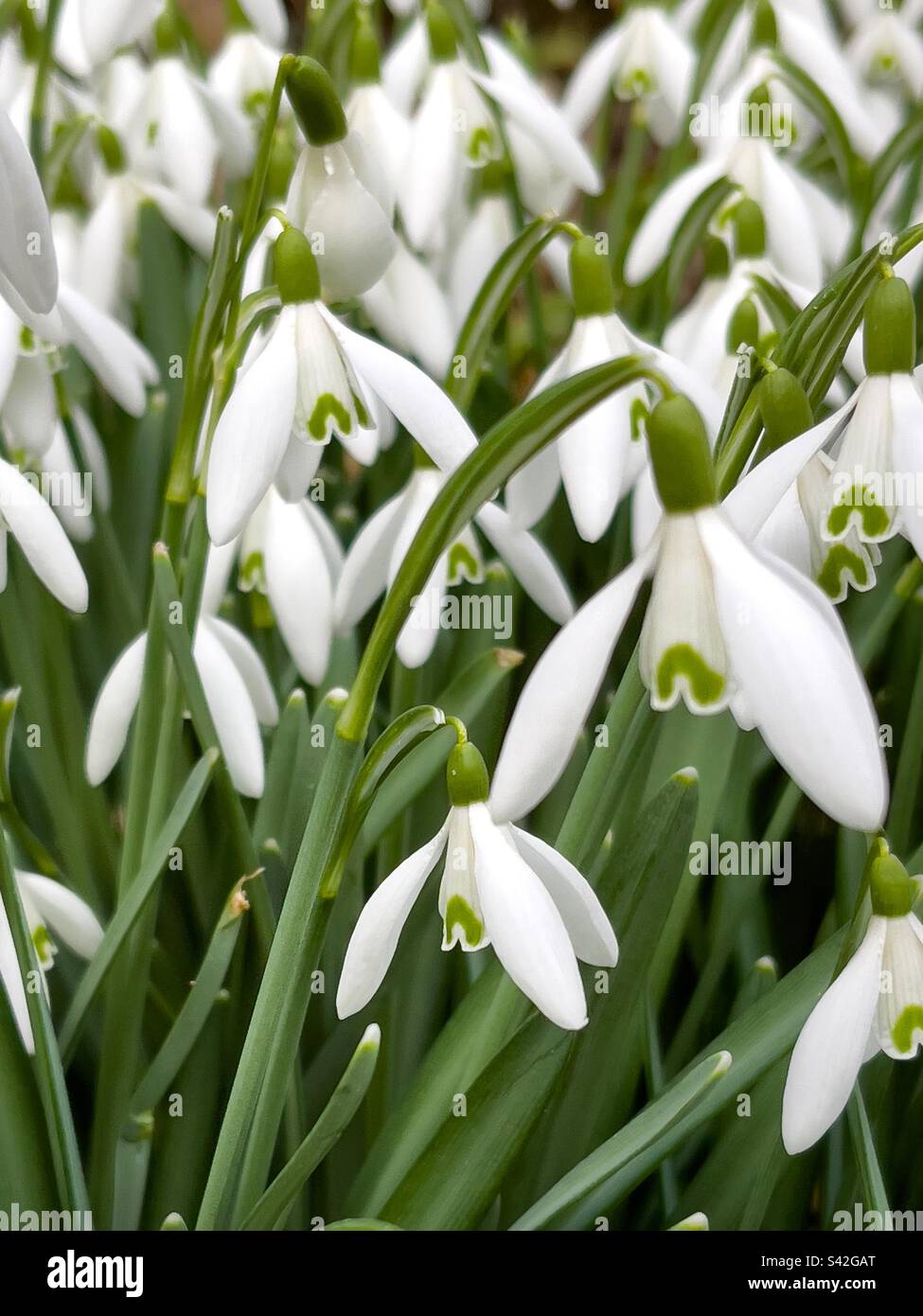 Snowdrops - Smartphone Captured Stock Image