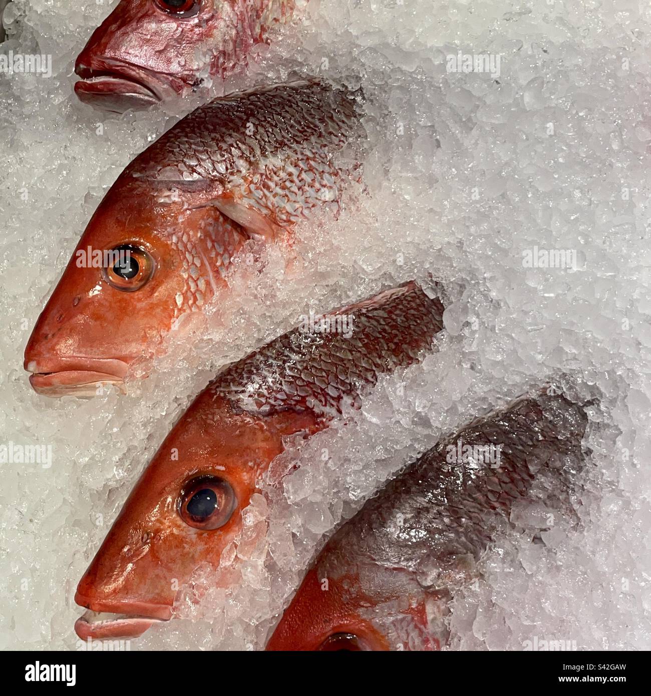 A frozen fish hi-res stock photography and images - Alamy