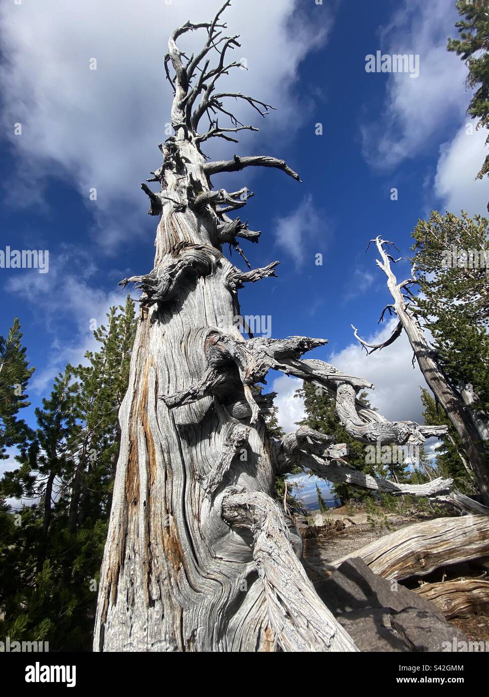 The beautiful trunk of a dead conifer in the Deschutes national forest, near sisters, Oregon