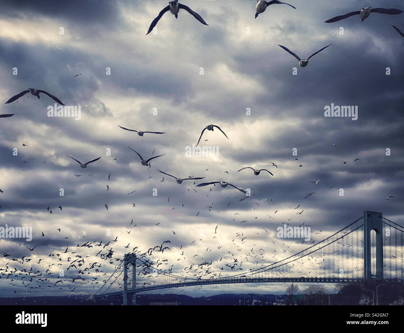 A flock of seagulls flying towards the Verrazano-Narrows Bridge in Brooklyn, New York - Smartphone Captured Stock Image