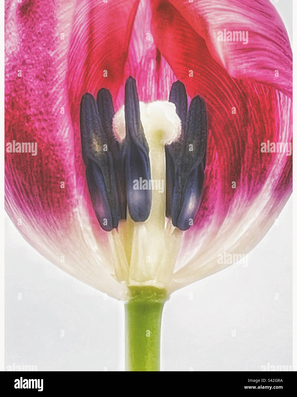 Faded flower close up. - Smartphone Captured Stock Image