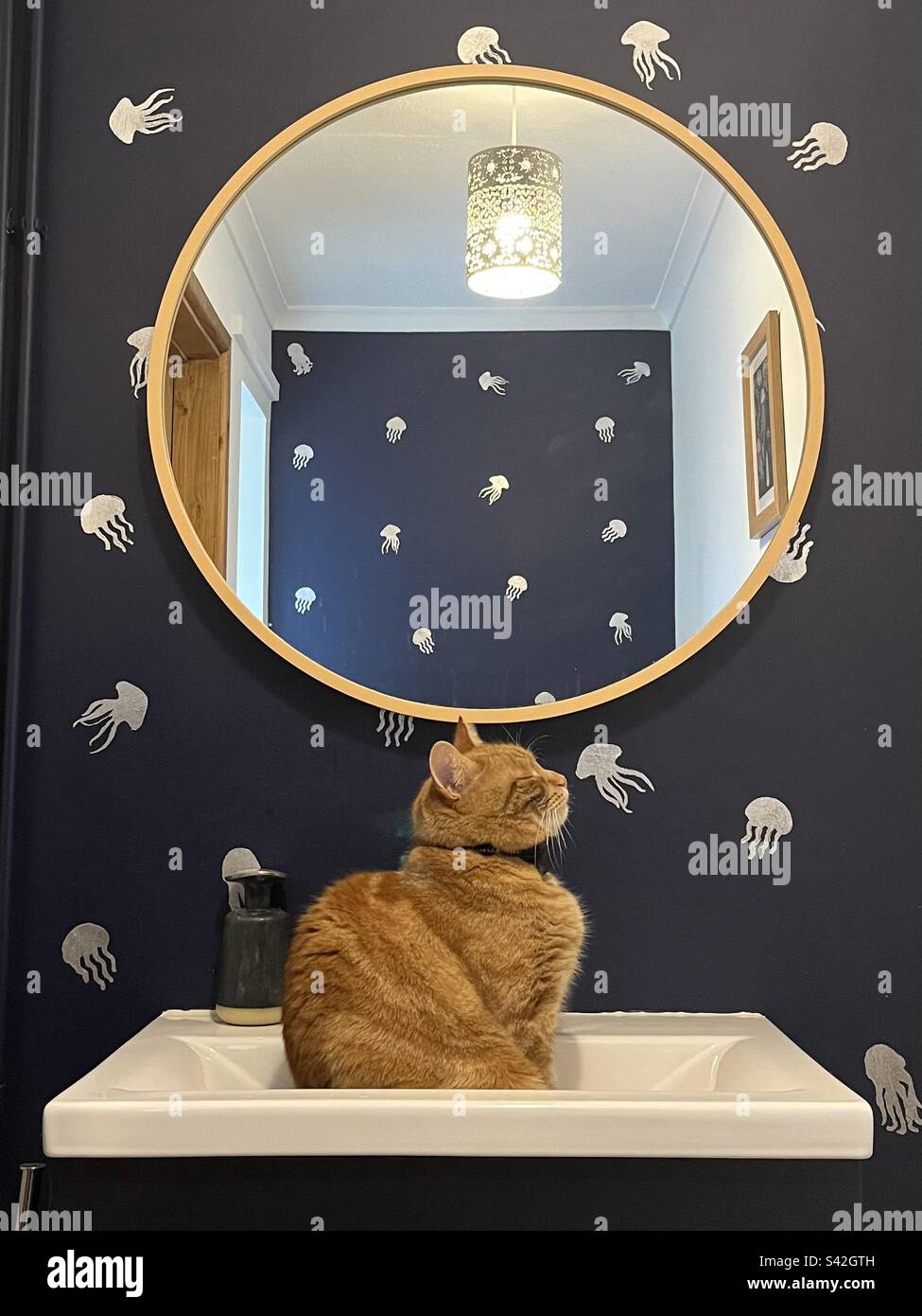 Cat sink comtemplation. Stock Photo