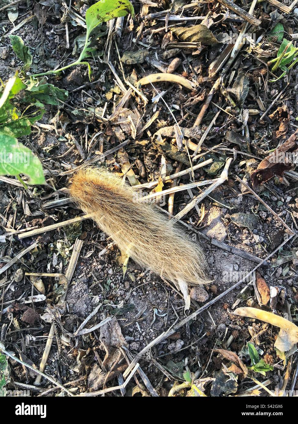 Hairy caterpillar, photographed in South Africa Stock Photo Alamy