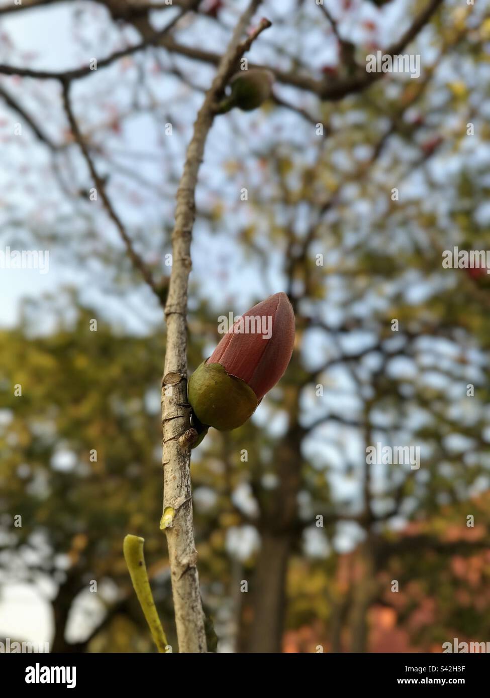 Bombax ceiba tree hi-res stock photography and images - Alamy