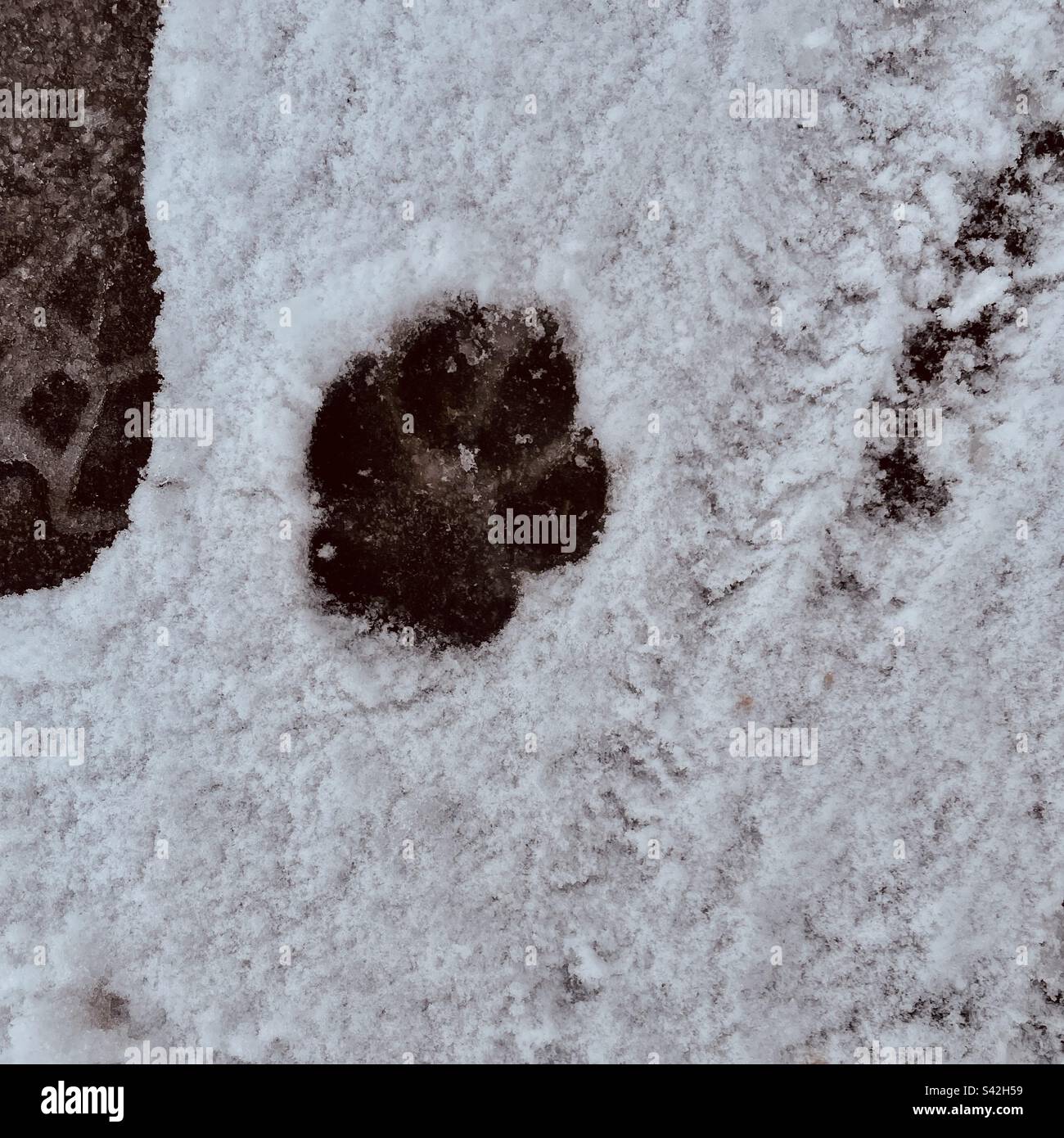Dogs paw print in the snow Stock Photo Alamy