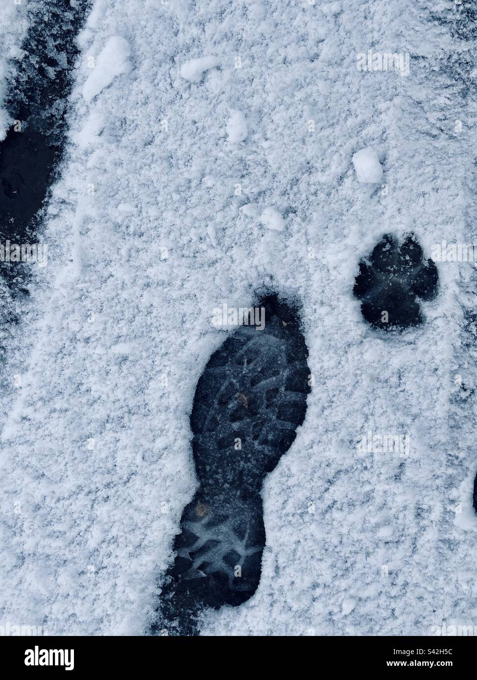 Human and dog foot print in the snow Stock Photo Alamy
