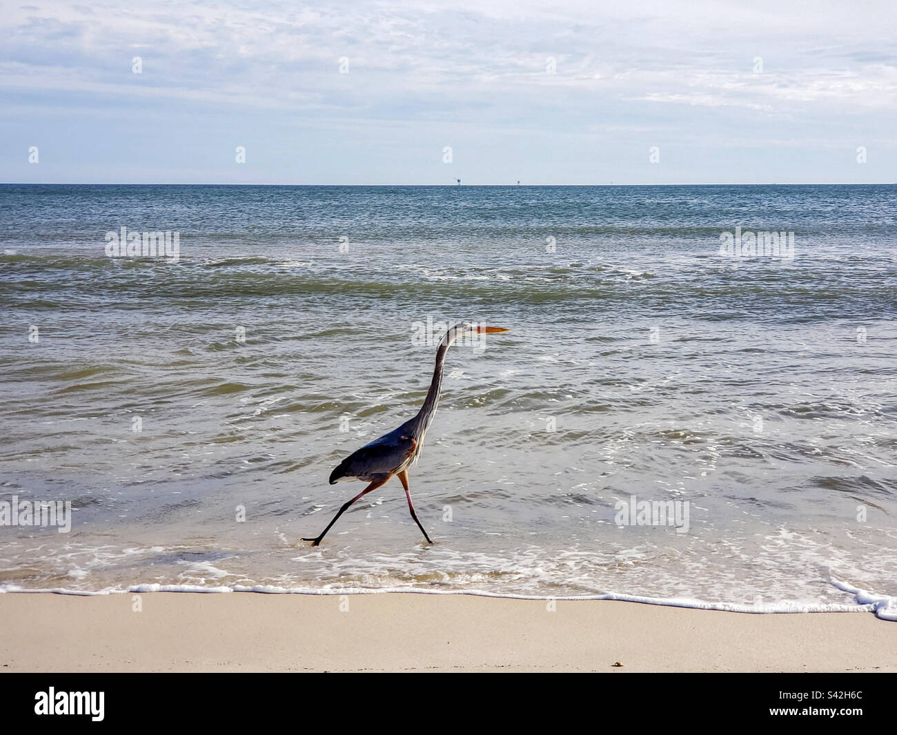 Great Blue Heron on the beach - Smartphone Captured Stock Image