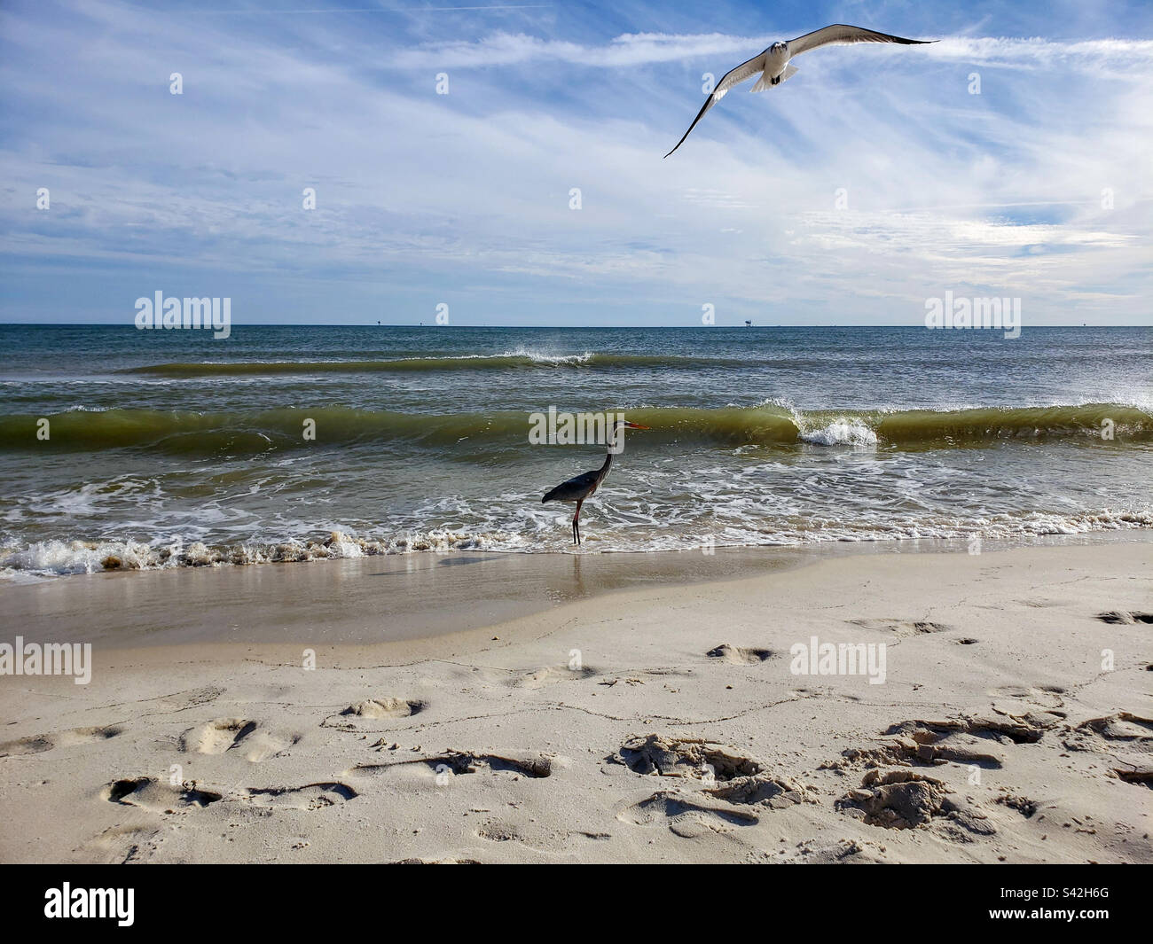 Blue Heron and Sea Gull on the beach - Smartphone Captured Stock Image