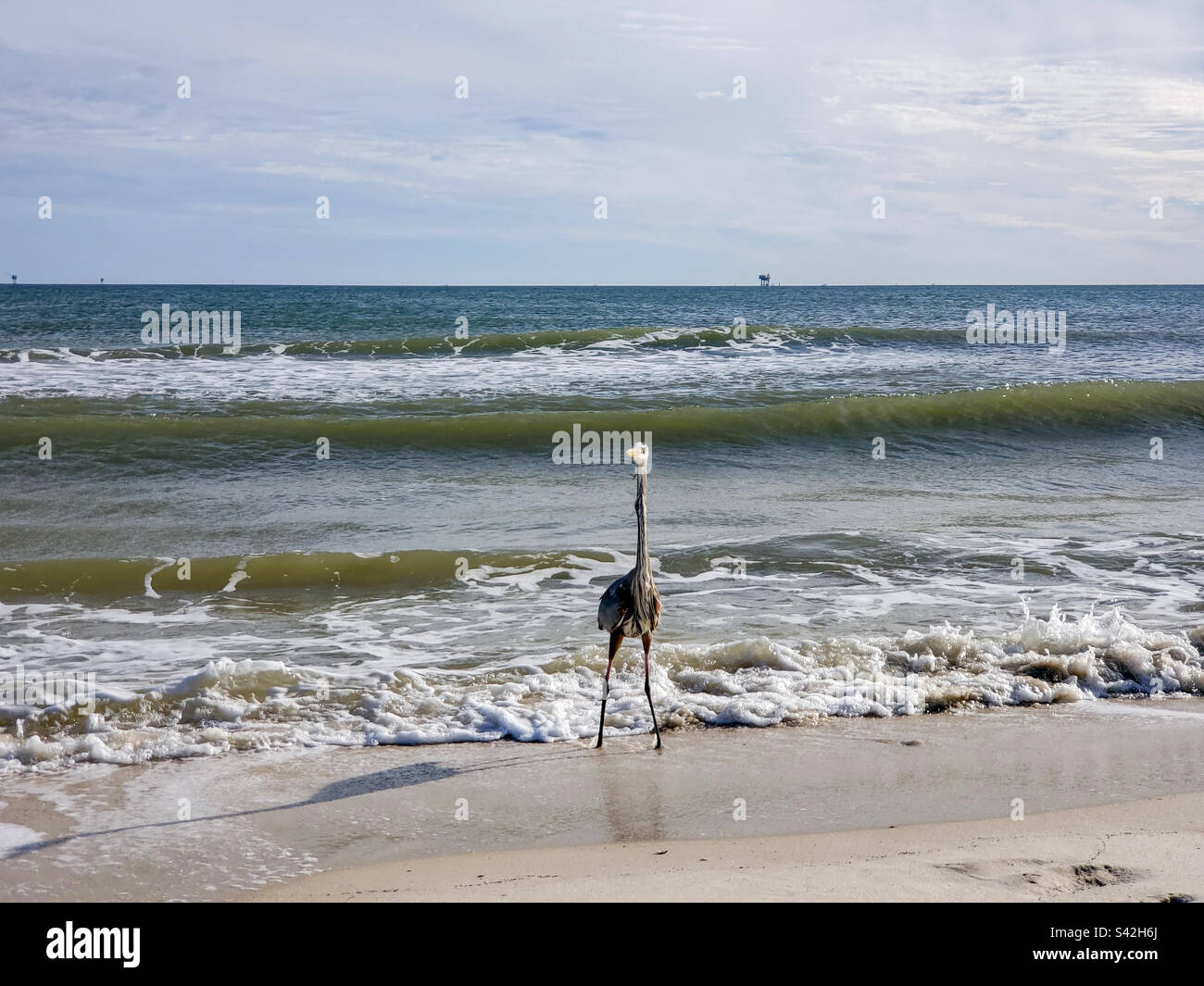 Great Blue Heron standing tall on the beach - Smartphone Captured Stock Image