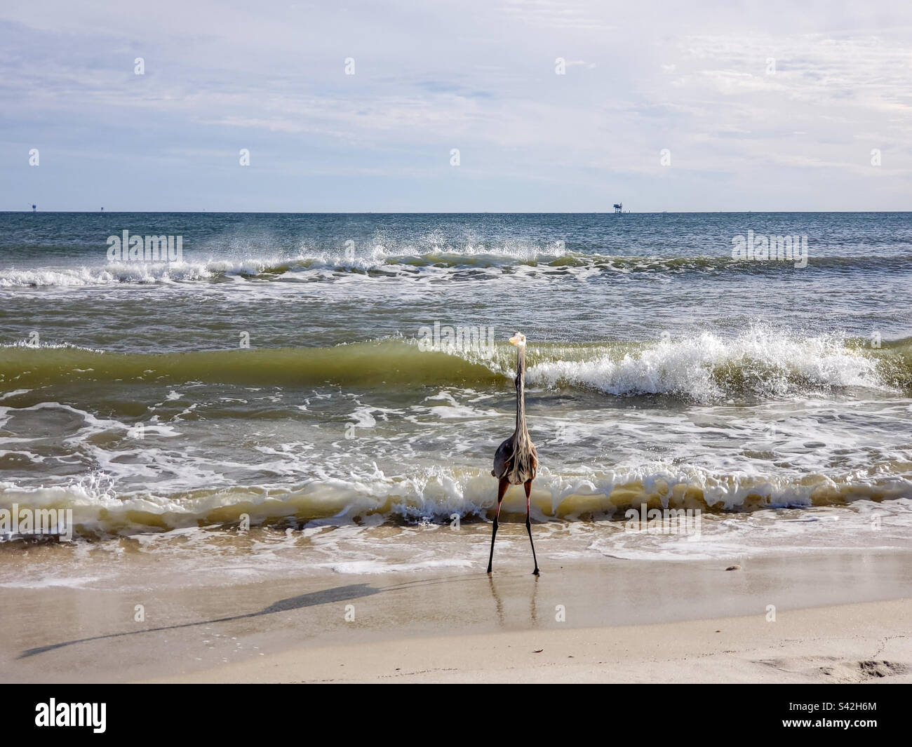 Blue Heron on the beach - Smartphone Captured Stock Image