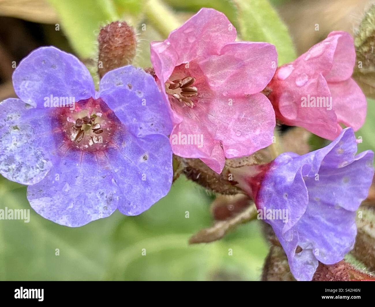 Rain covered flowers after the spring rain in Glastonbury, Somerset
