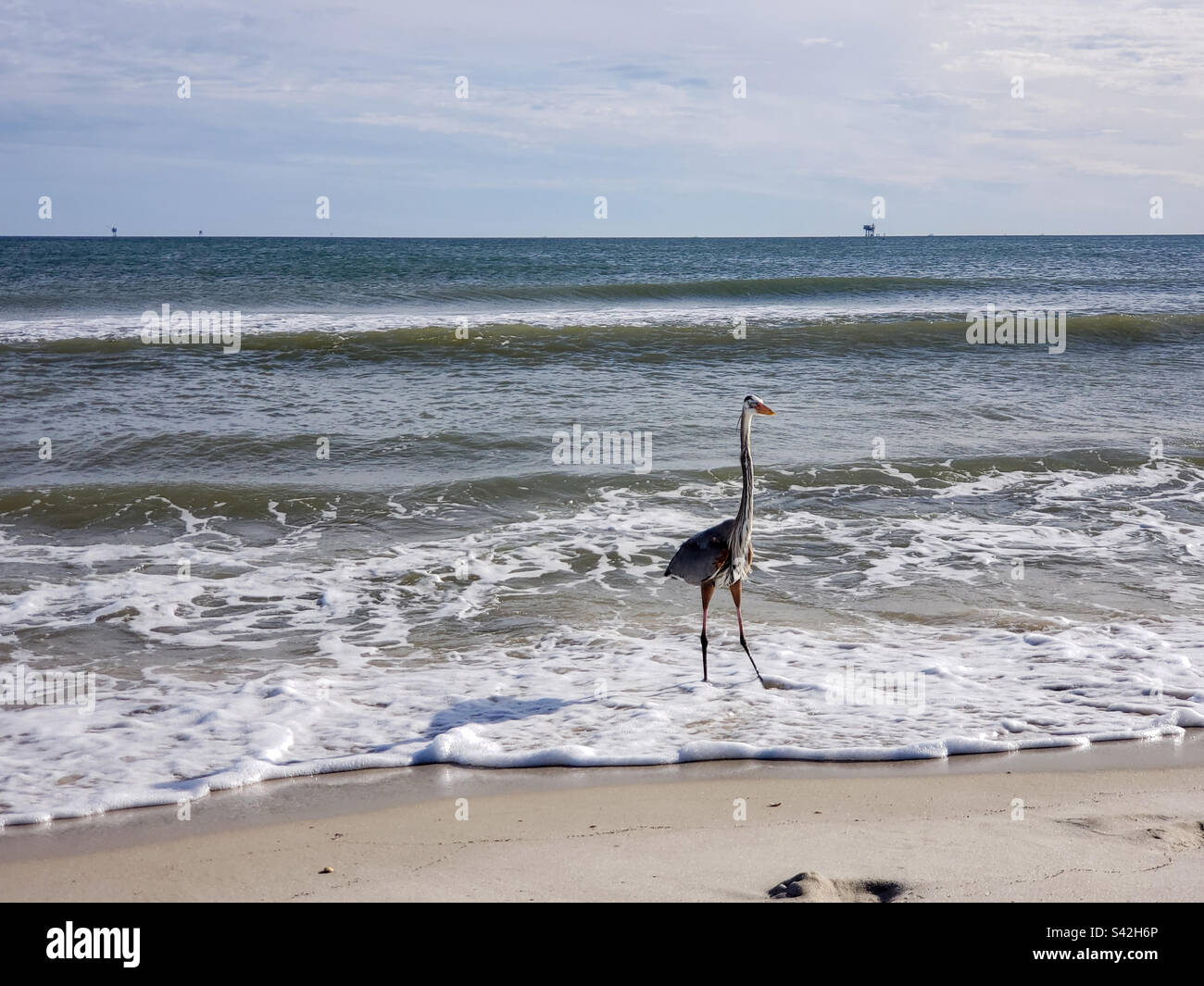 Great Blue Heron on the beach in Gulf Shores, Alabama - Smartphone Captured Stock Image