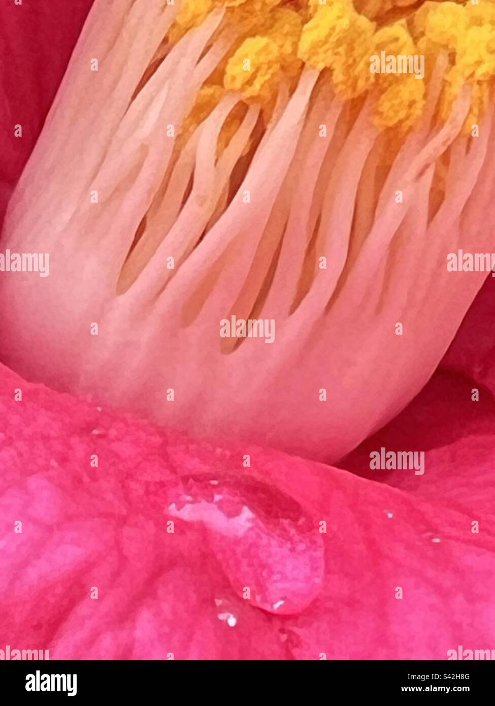 Rain drop on Japanese camellia. Stock Photo