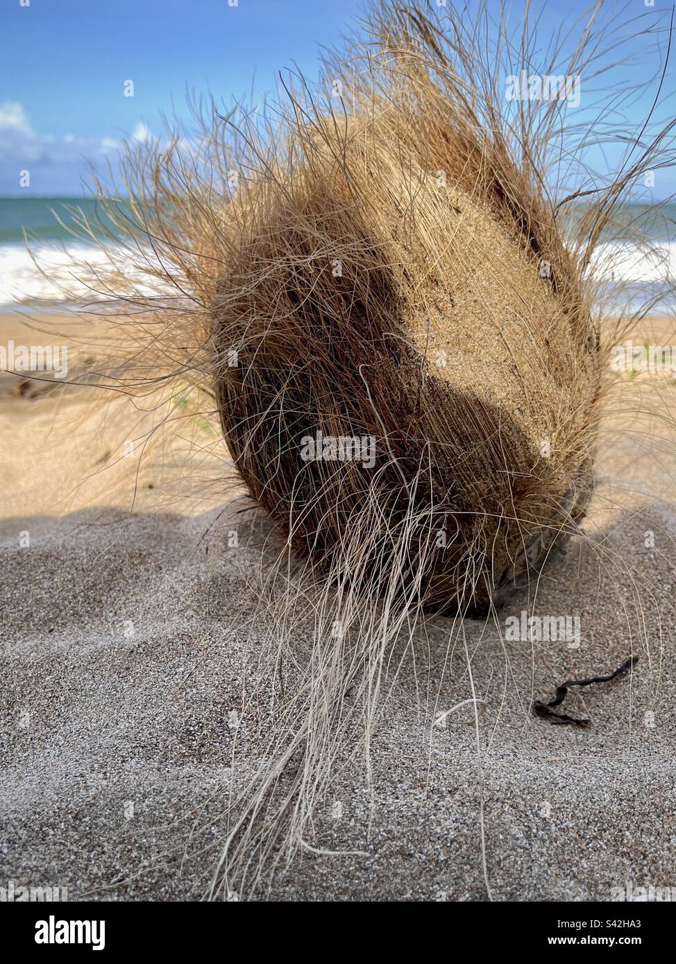 Closeup of dry coconuts on a wild Caribbean beach. Photo taken in