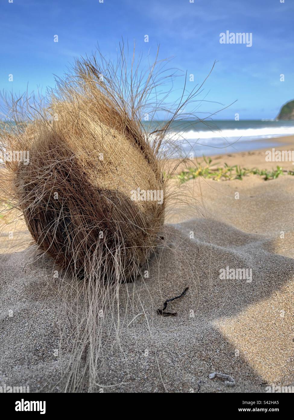 Closeup of dry coconuts on a wild Caribbean beach. Photo taken in