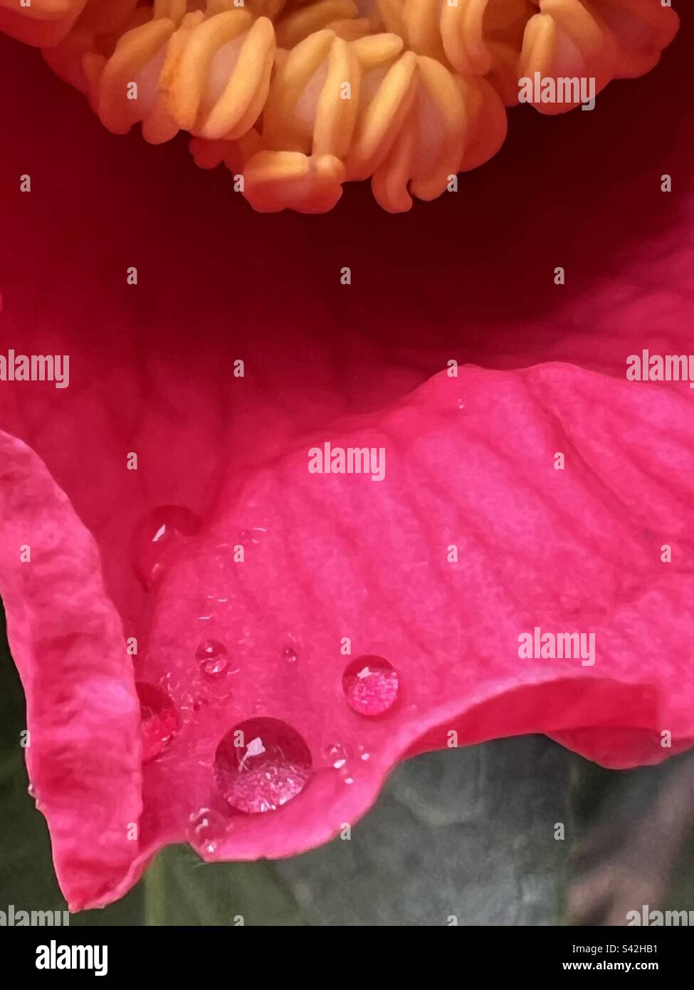 Rain drop on Japanese camellia. Stock Photo