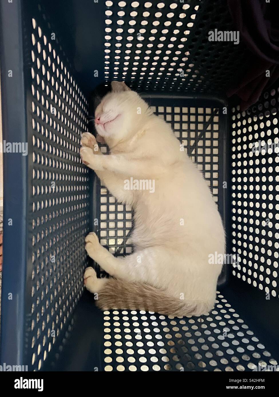 Sleeping cat in the basket Stock Photo Alamy