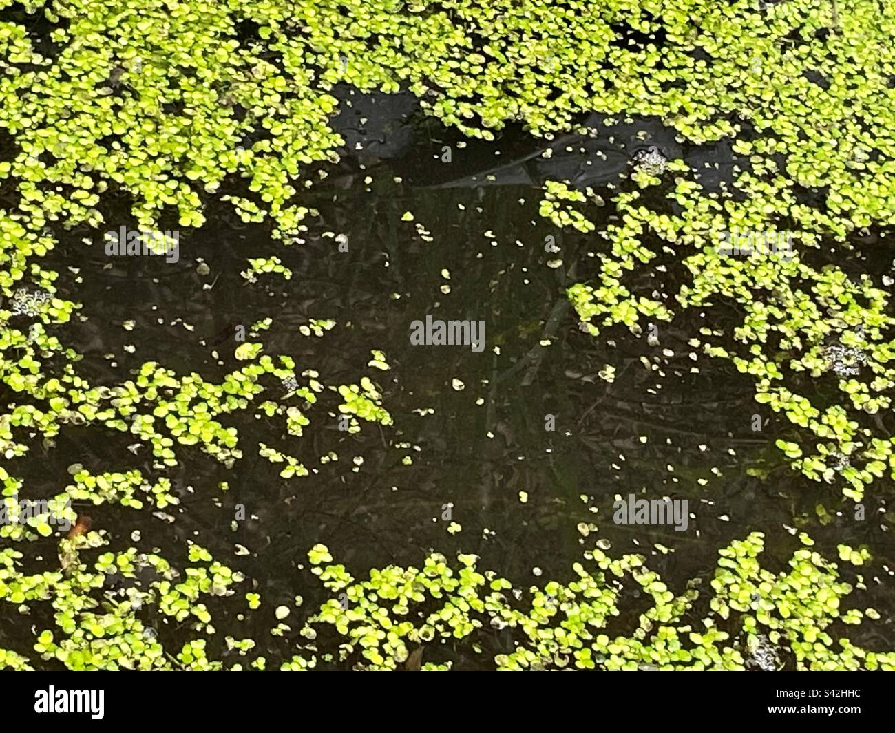 Duck weed spreading over pond water Stock Photo