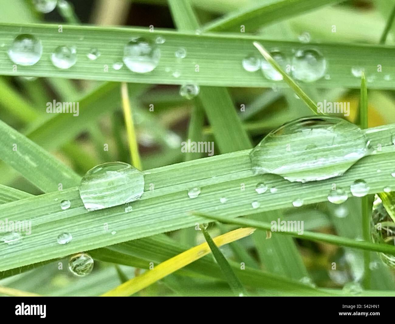 Rain drops sitting on blades of grass Stock Photo Alamy
