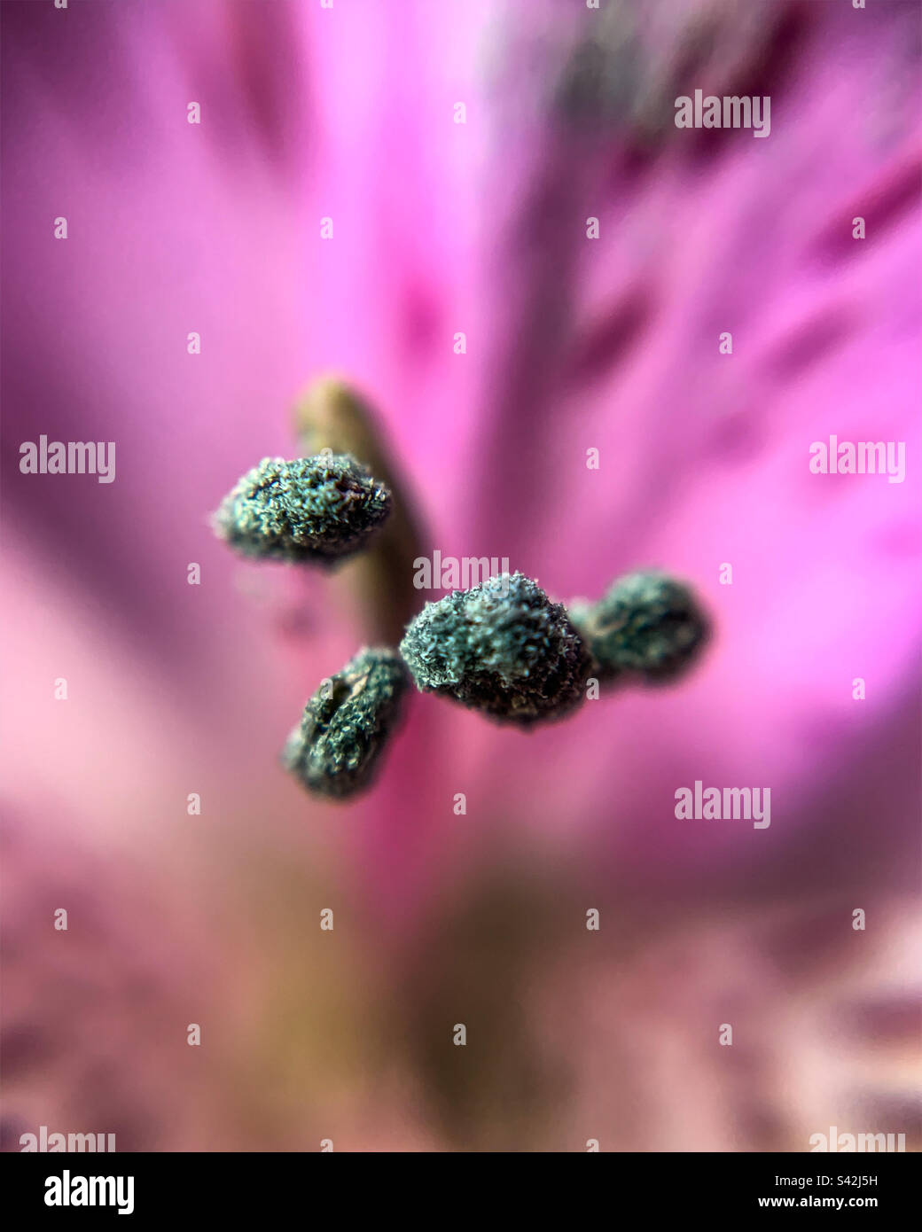 Macro photography of flower - Smartphone Captured Stock Image