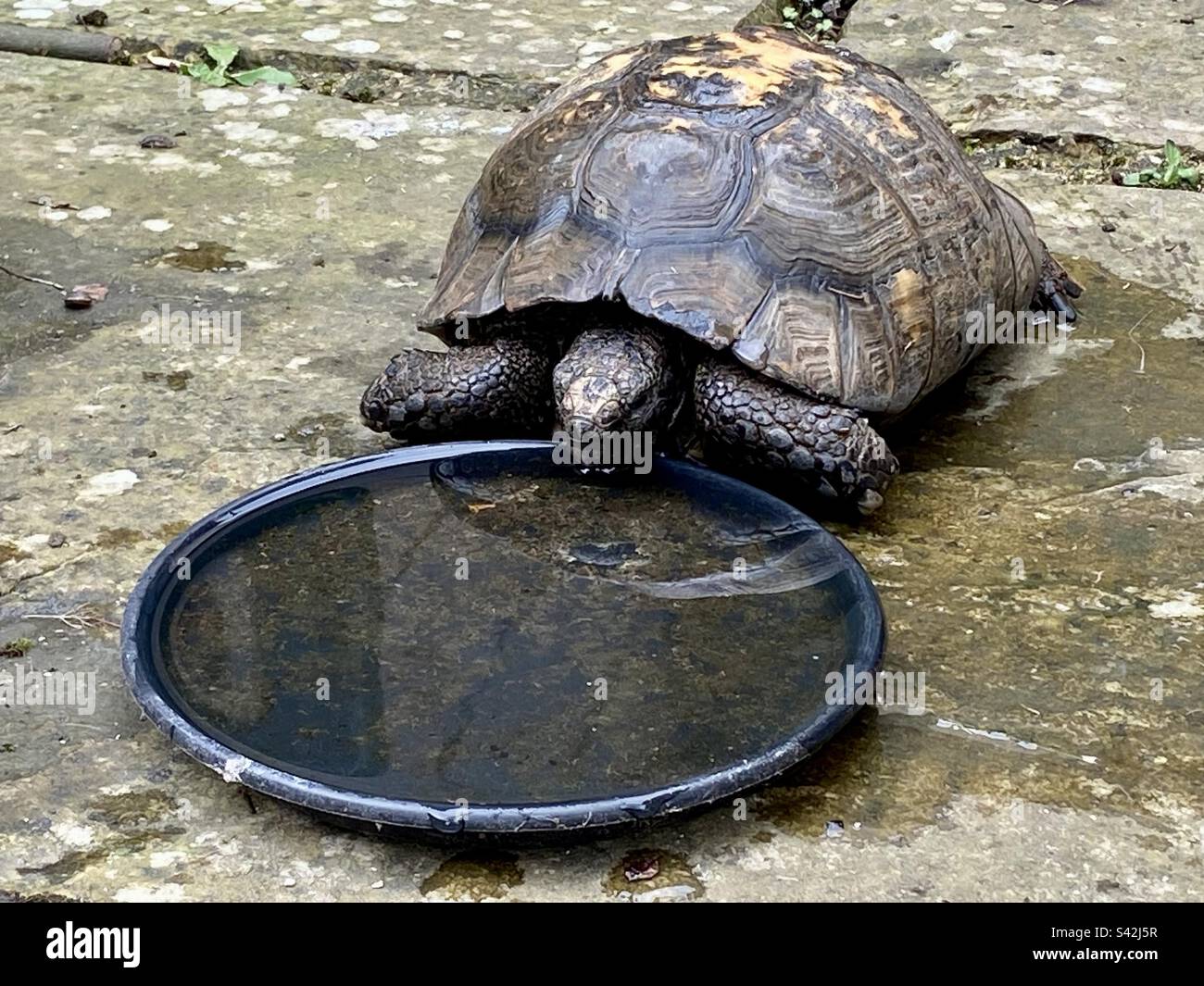 10” year old male spur thigh Mediterranean tortoise drinking water