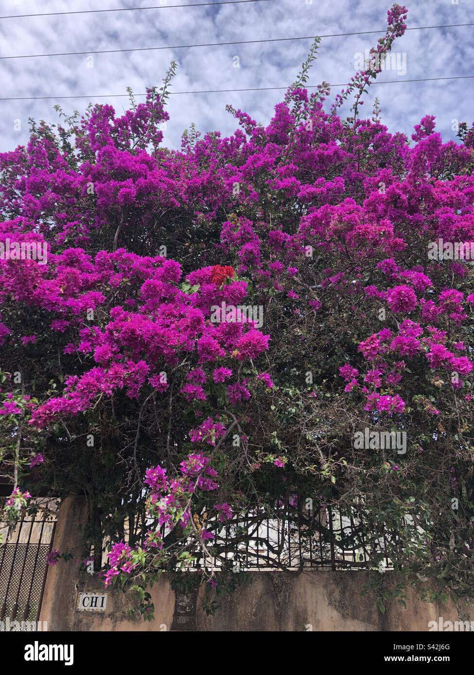 Bright magenta blooms on a flowering tree. Stock Photo