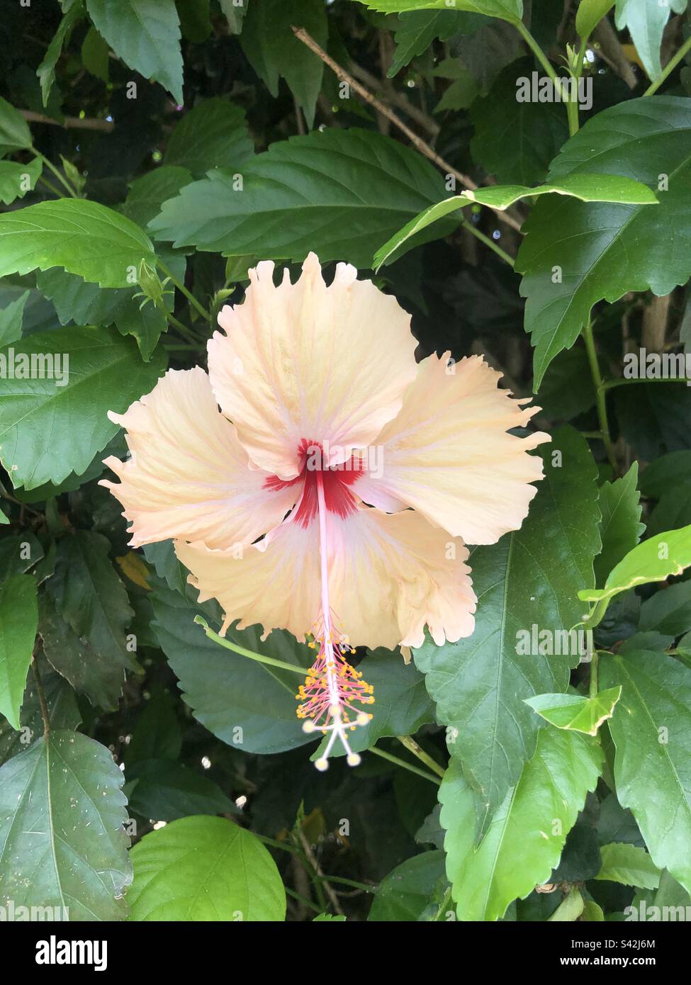 Yellow hibiscus in bloom. Stock Photo