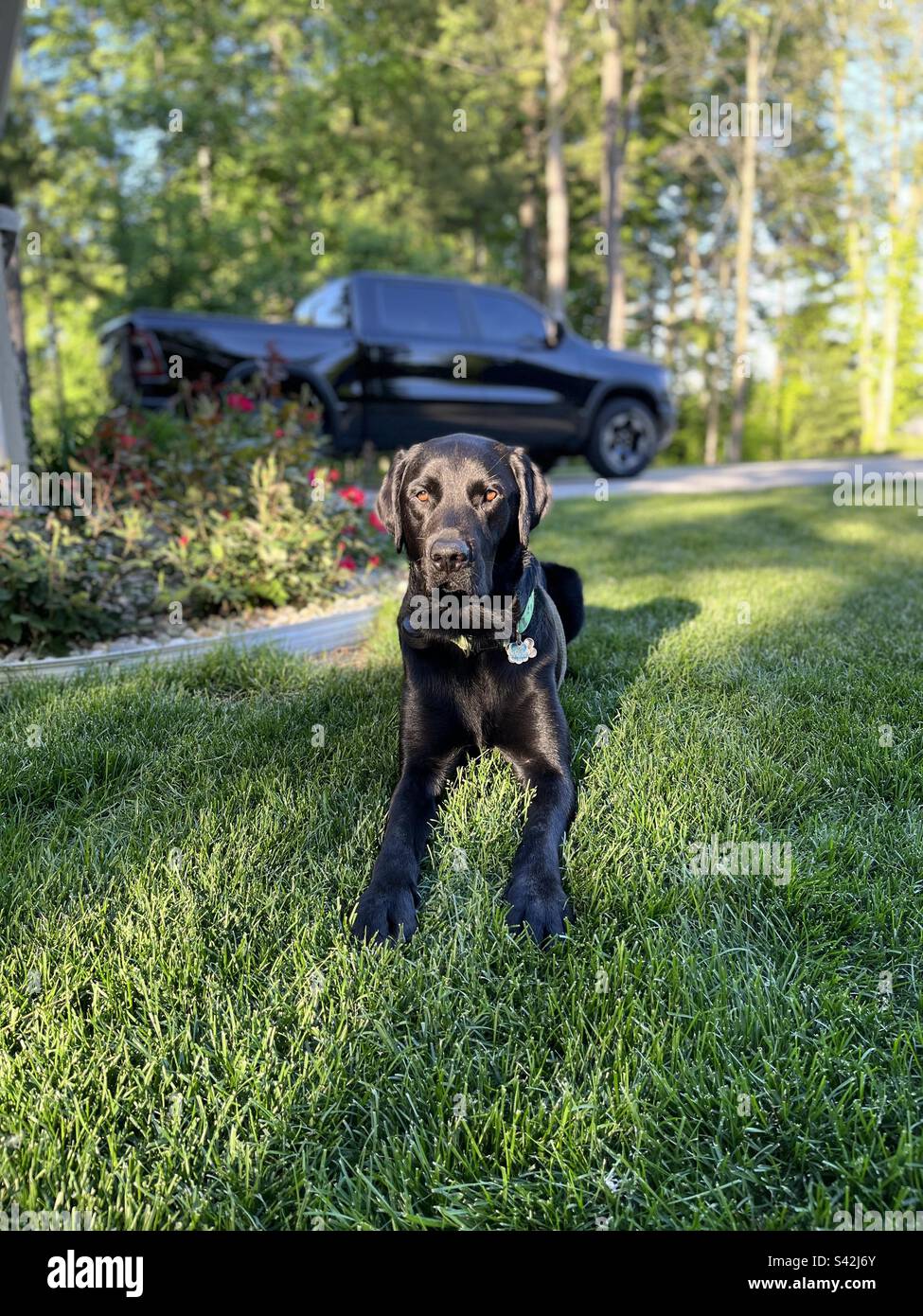 Black dog, black truck. Pink knockouts, Kentucky bluegrass Stock Photo