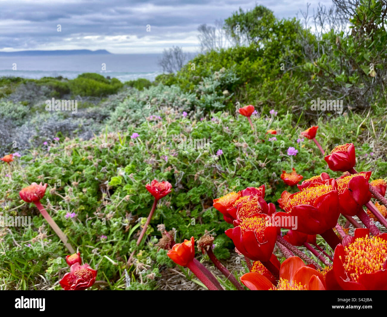 Red Paintbrush Lilies along the coastal cliff path Hermanus Stock Photo