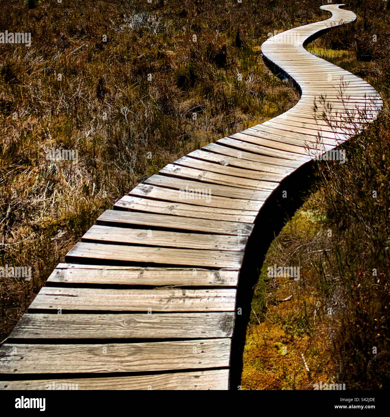 A curving wooden walkway snaking along the Kepler Walk over a bog in Manapouri near Te Anau in the South Island New Zealand - Smartphone Captured Stock Image