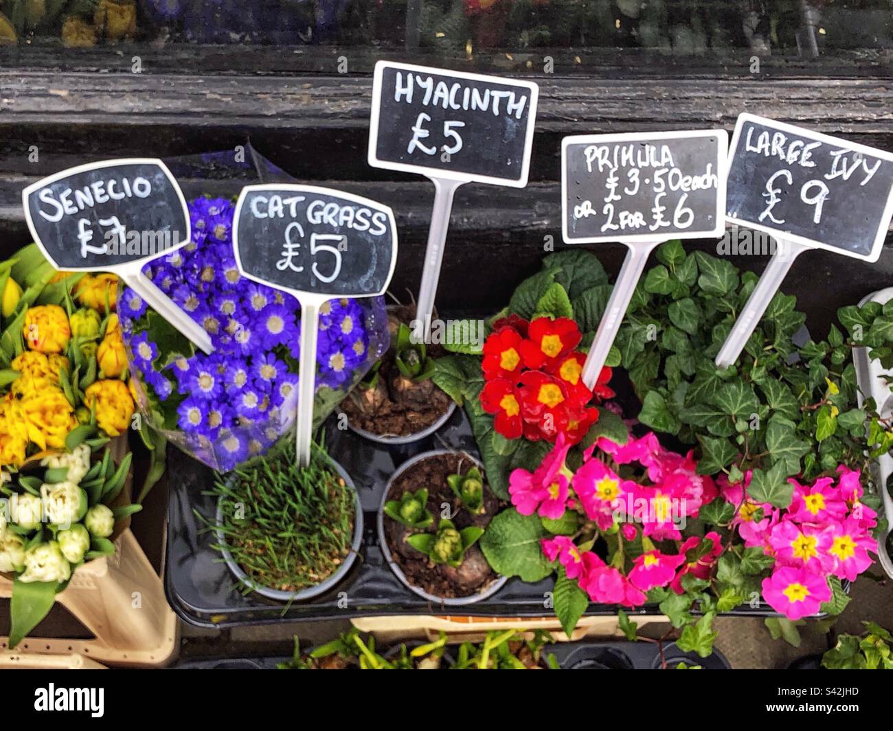 Pot plants priced up for sale at florist:Senecio, Cat Grass, Hyacinth, Primula and Ivy - Smartphone Captured Stock Image