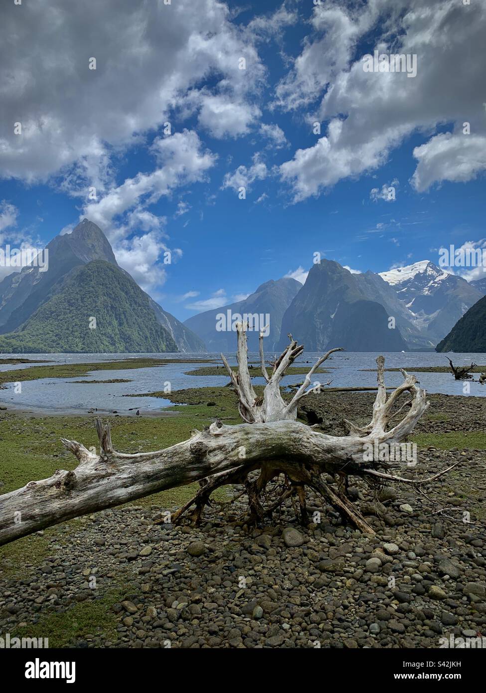 A dead tree washed up on a beach in front of Mitre Peak at Milford Sound National Park in the South Island in New Zealand - Smartphone Captured Stock Image