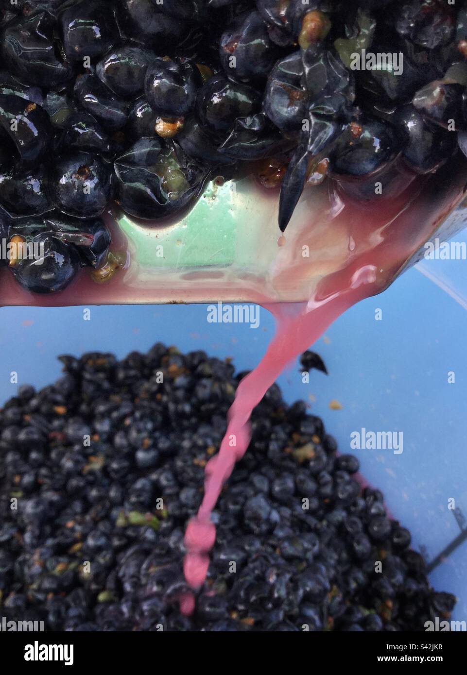 Destemming Syrah grape harvest, Catalonia, Spain. Stock Photo