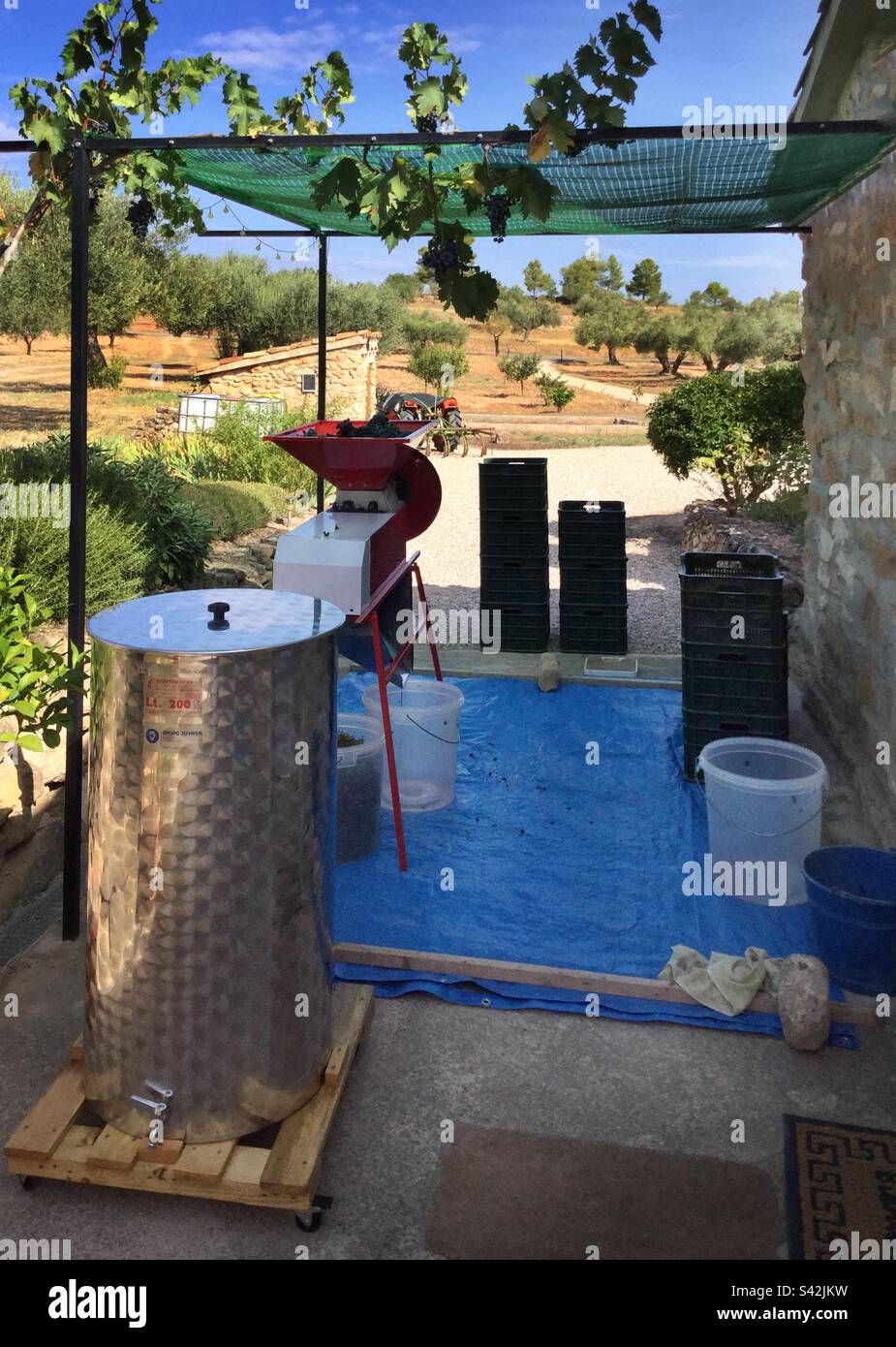 Processing Syrah grapes harvest, Catalonia, Spain. - Smartphone Captured Stock Image