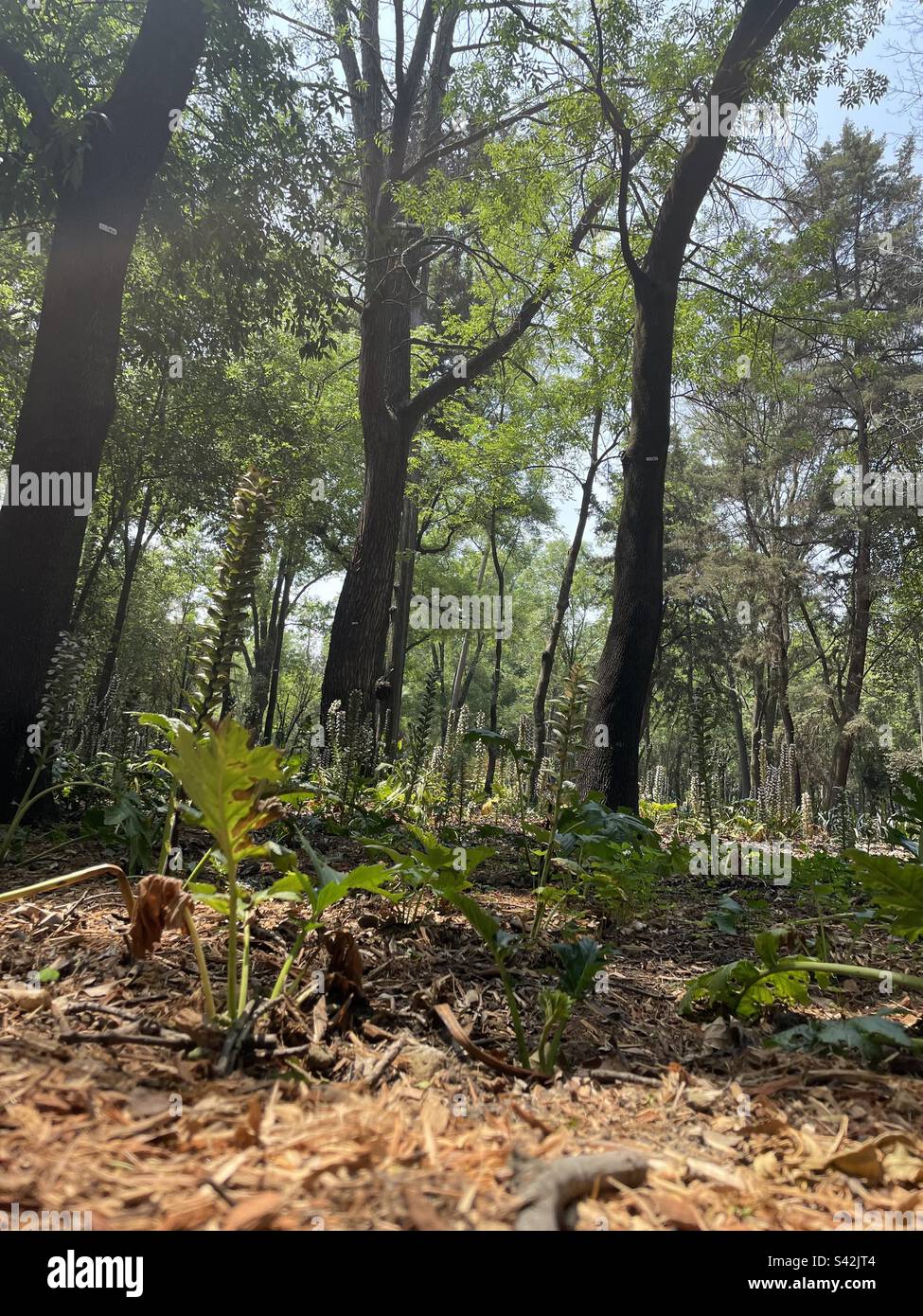 árboles bosque bosque bosque hi-res stock photography and images - Alamy