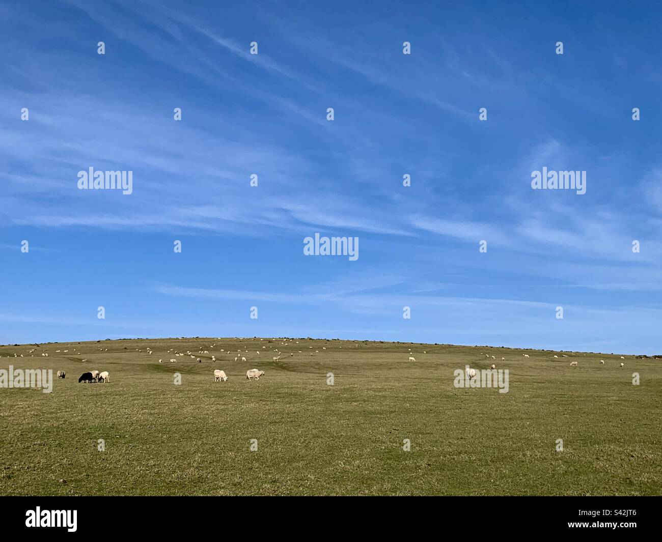 Field full of white sheep with one black sheep - Smartphone Captured Stock Image