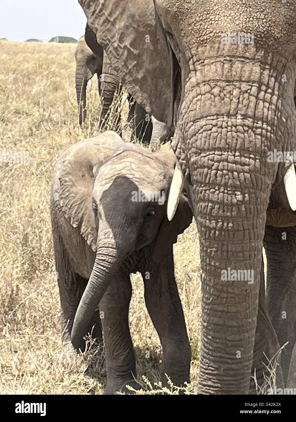 Mother and baby elephants Stock Photo Alamy
