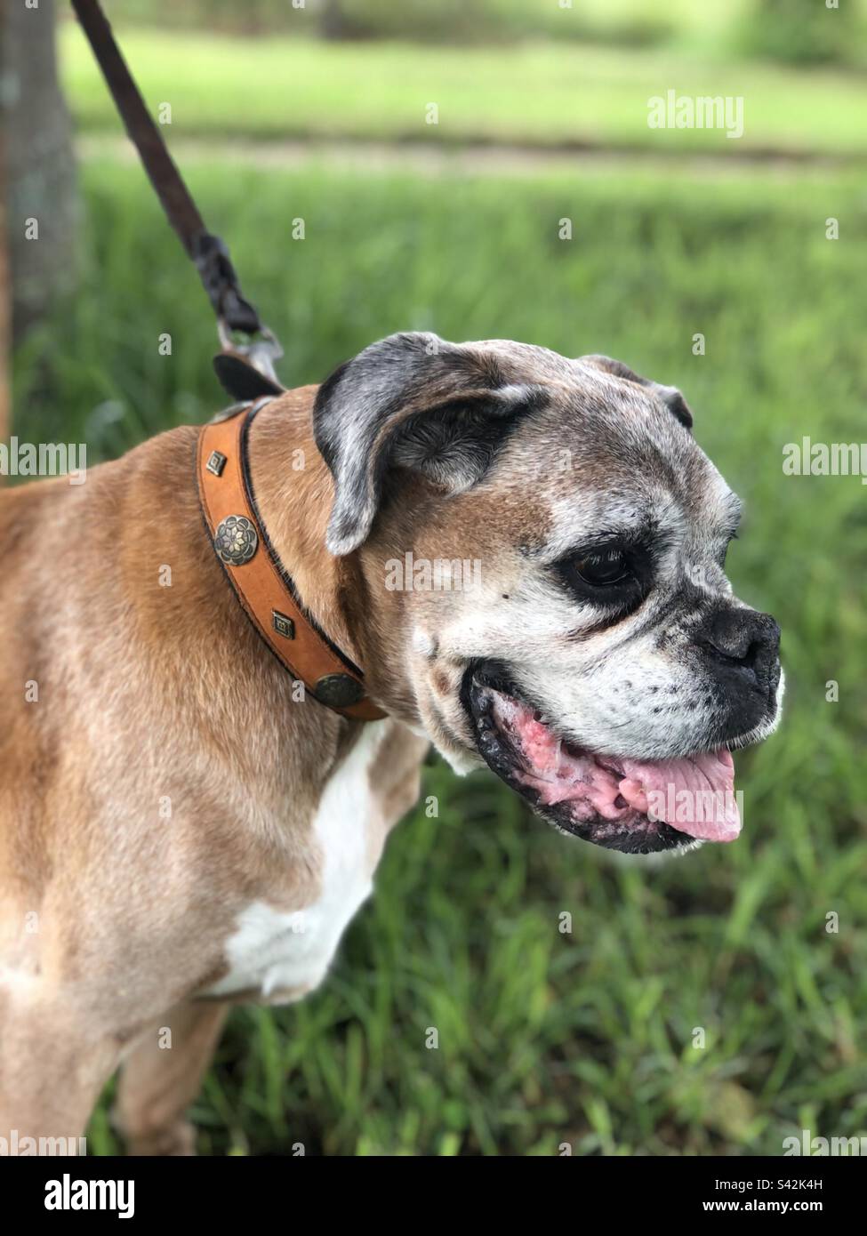 Senior female boxer dog - she is 13 years and 8 months old - Smartphone Captured Stock Image