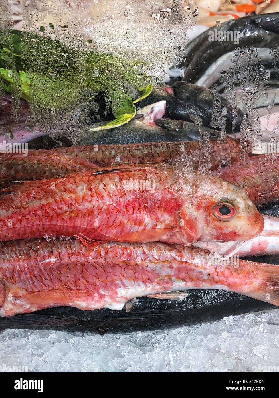 Red Mullet in fishmongers window - Smartphone Captured Stock Image