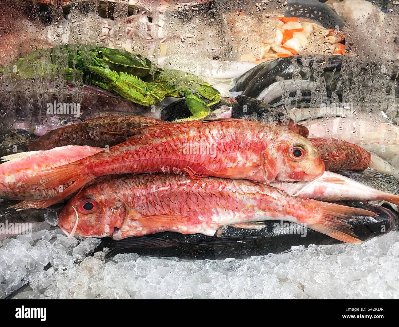 Red Mullet in fishmongers window - Smartphone Captured Stock Image