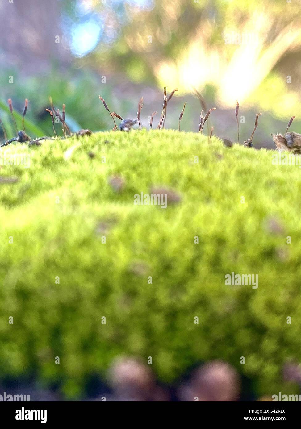 Moss sporophytes Stock Photo