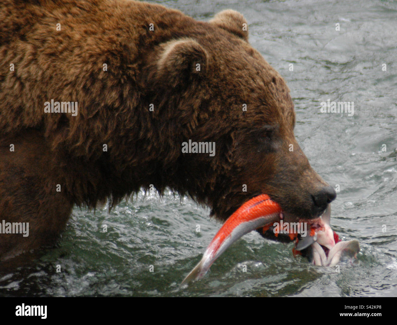 Large bear eating salmon at Brooks Falls in Katmai National Park - Smartphone Captured Stock Image