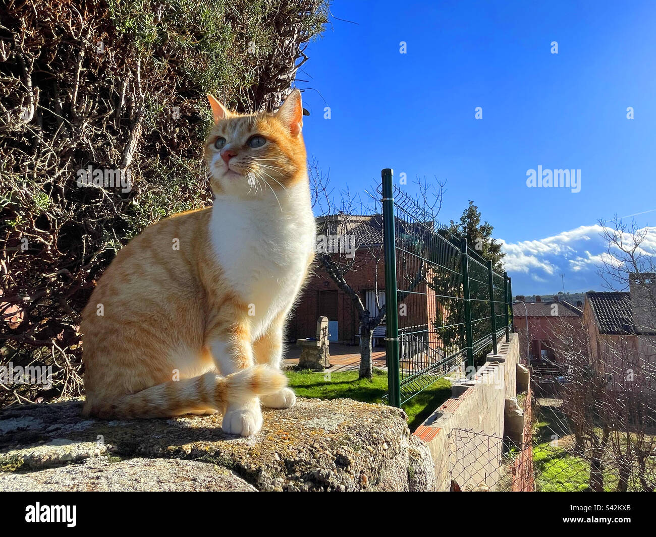 Tabby and white cat sitting. - Smartphone Captured Stock Image