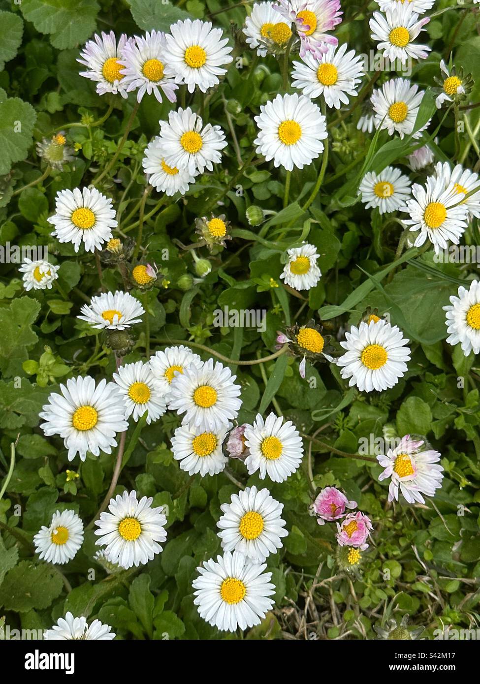 Springtime with beautiful daisies view - Smartphone Captured Stock Image