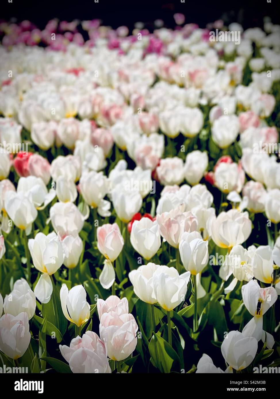 Gardening bloom hi-res stock photography and images - Alamy