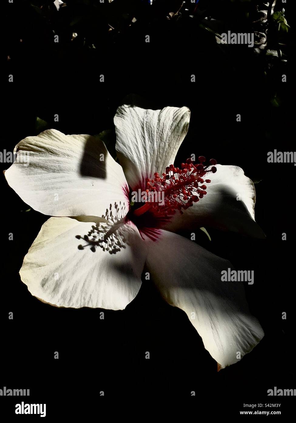 Hibiscus close hi-res stock photography and images - Alamy