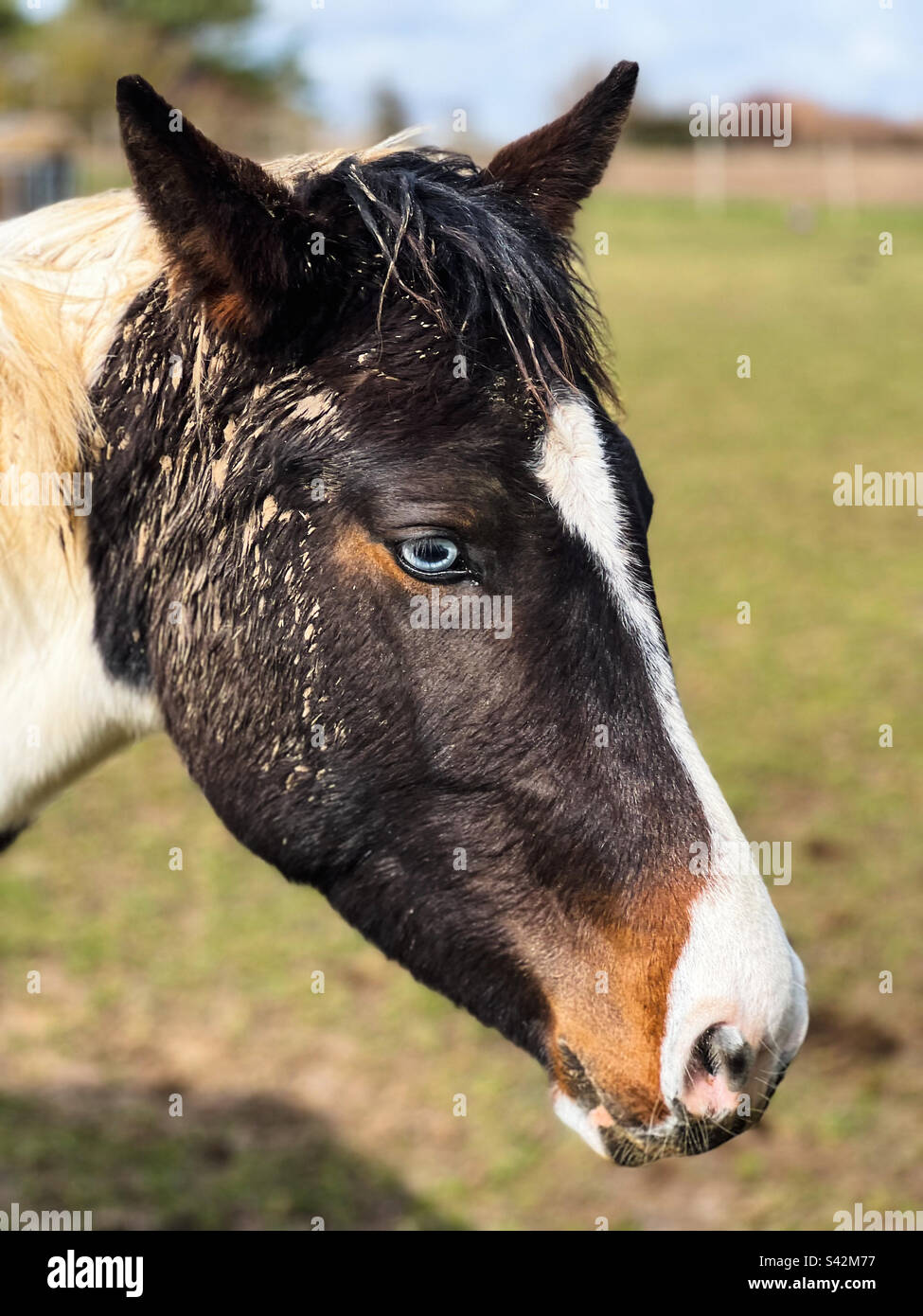 Portrait of a horse in a field on a sunny day. He is mud on his face. - Smartphone Captured Stock Image