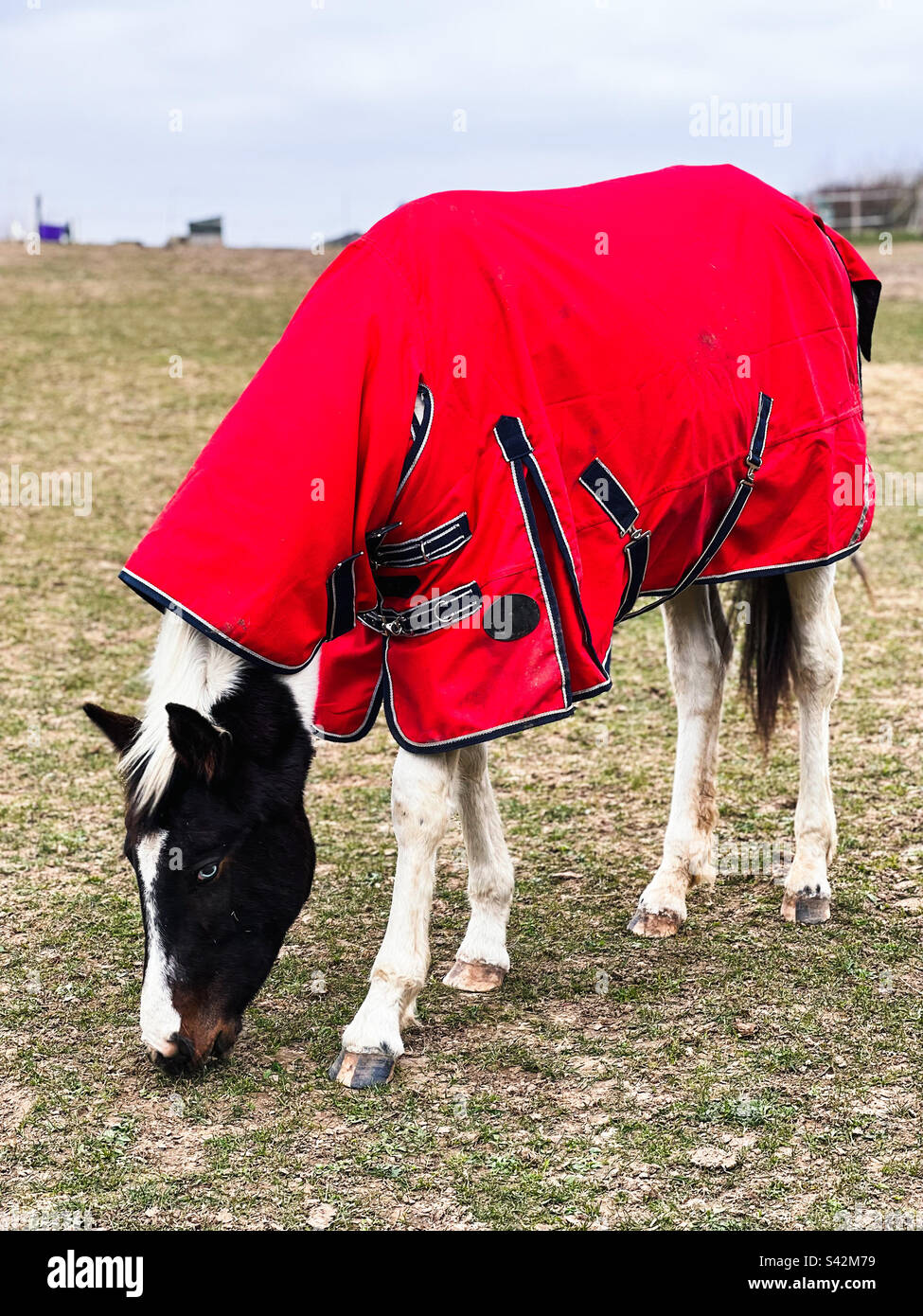 A white and brown horse in a field with a red coat on. He has his head down eating grass. - Smartphone Captured Stock Image